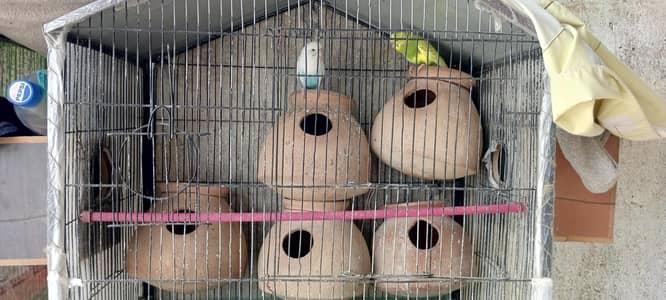 breeder parrots Setup for Sale with cage 3 pair he