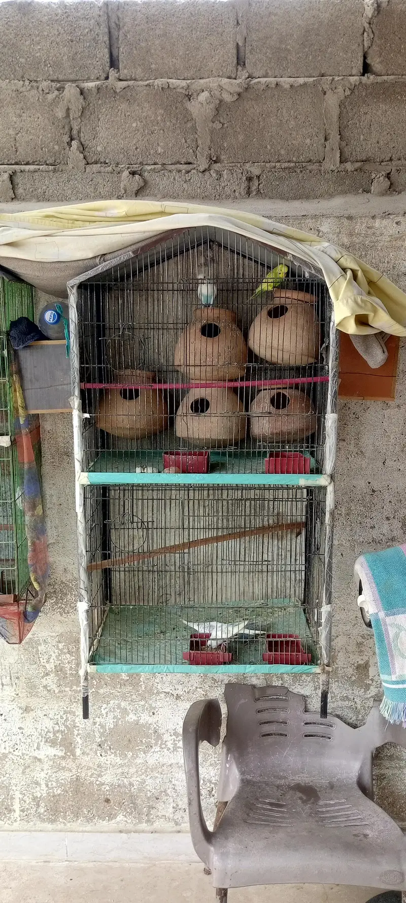 breeder parrots Setup for Sale with cage 3 pair he — photo 2