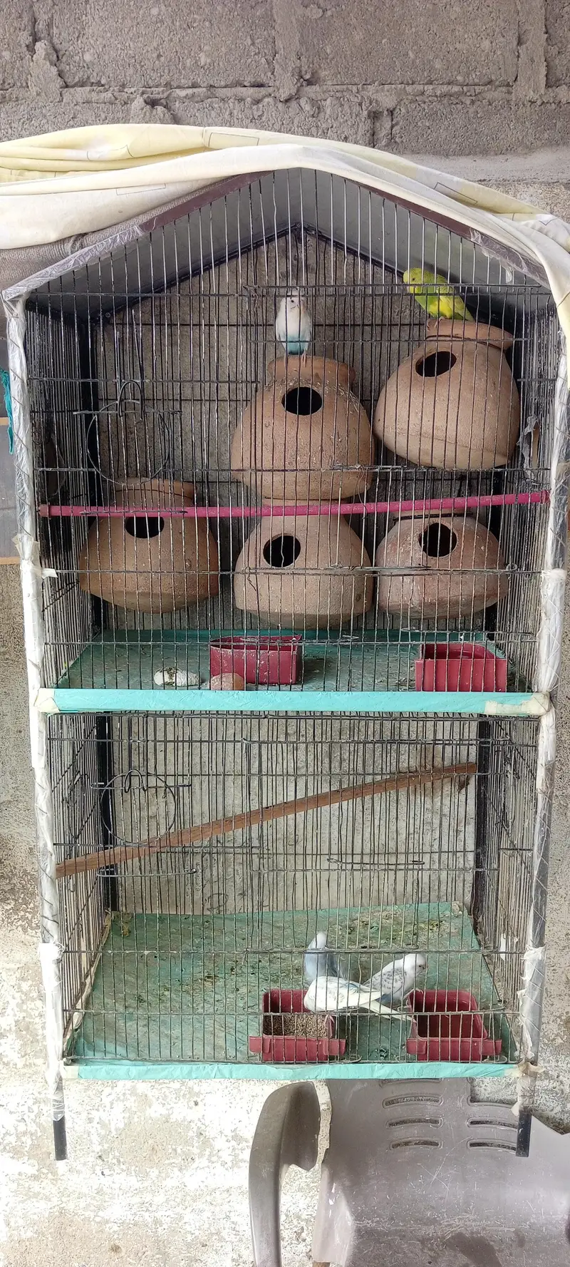 breeder parrots Setup for Sale with cage 3 pair he — photo 3