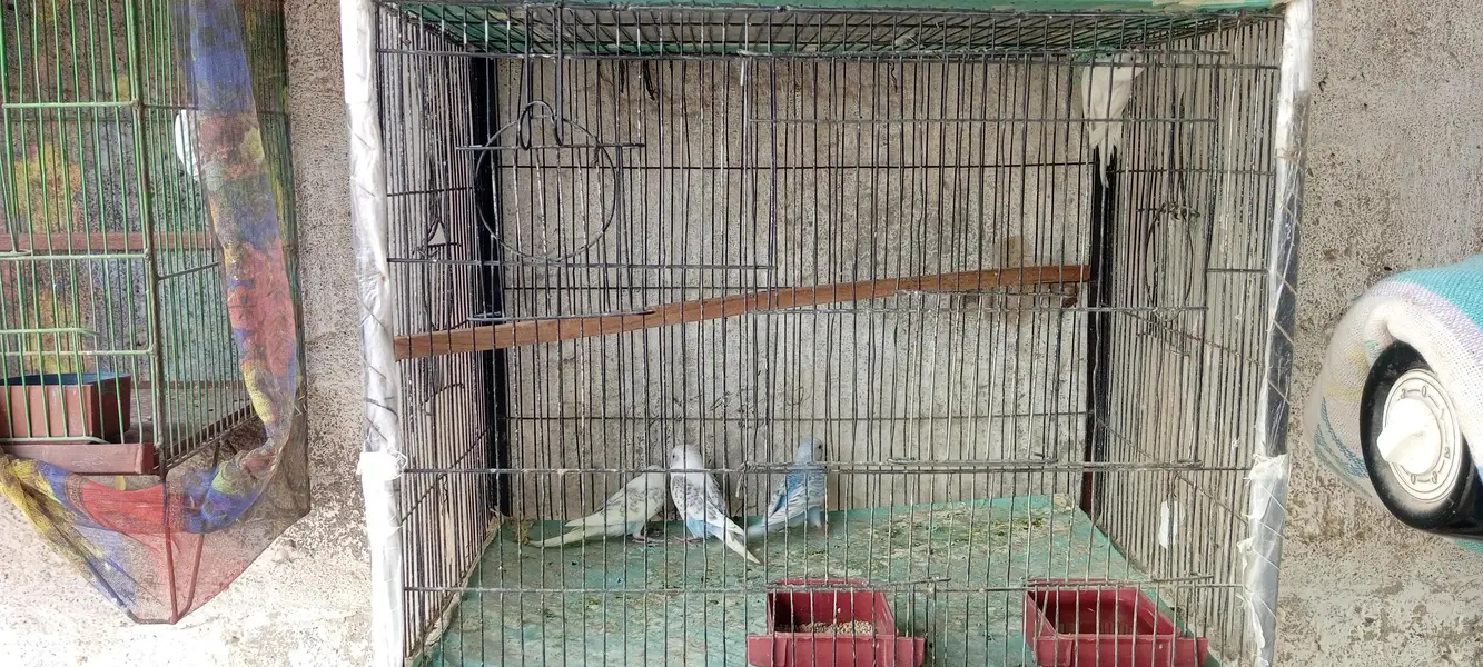 breeder parrots Setup for Sale with cage 3 pair he — photo 4