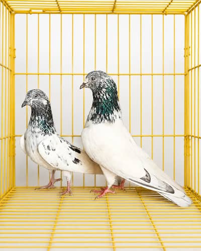 Breadee pair