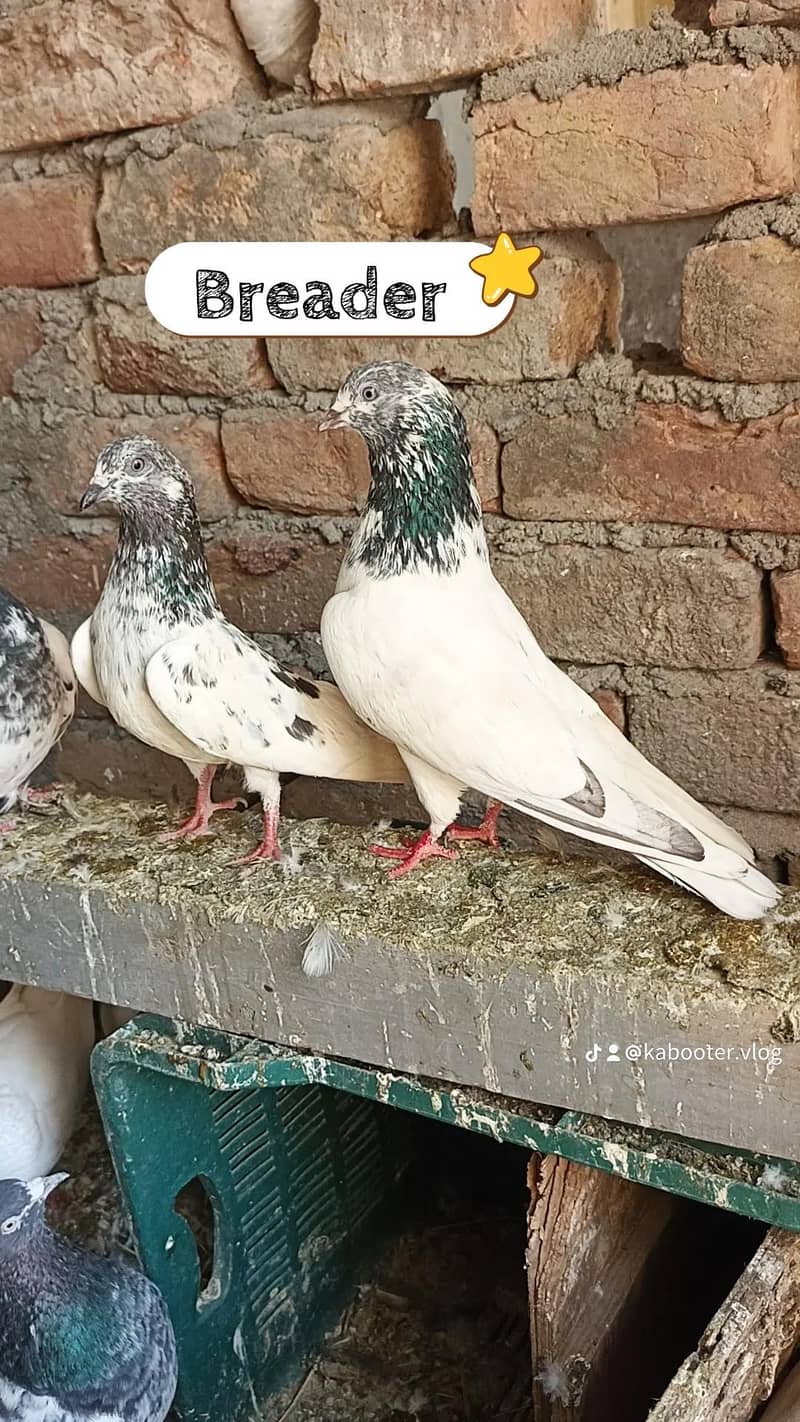 Breadee pair 1