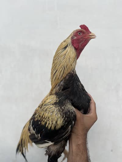 ASEEL Java for sale