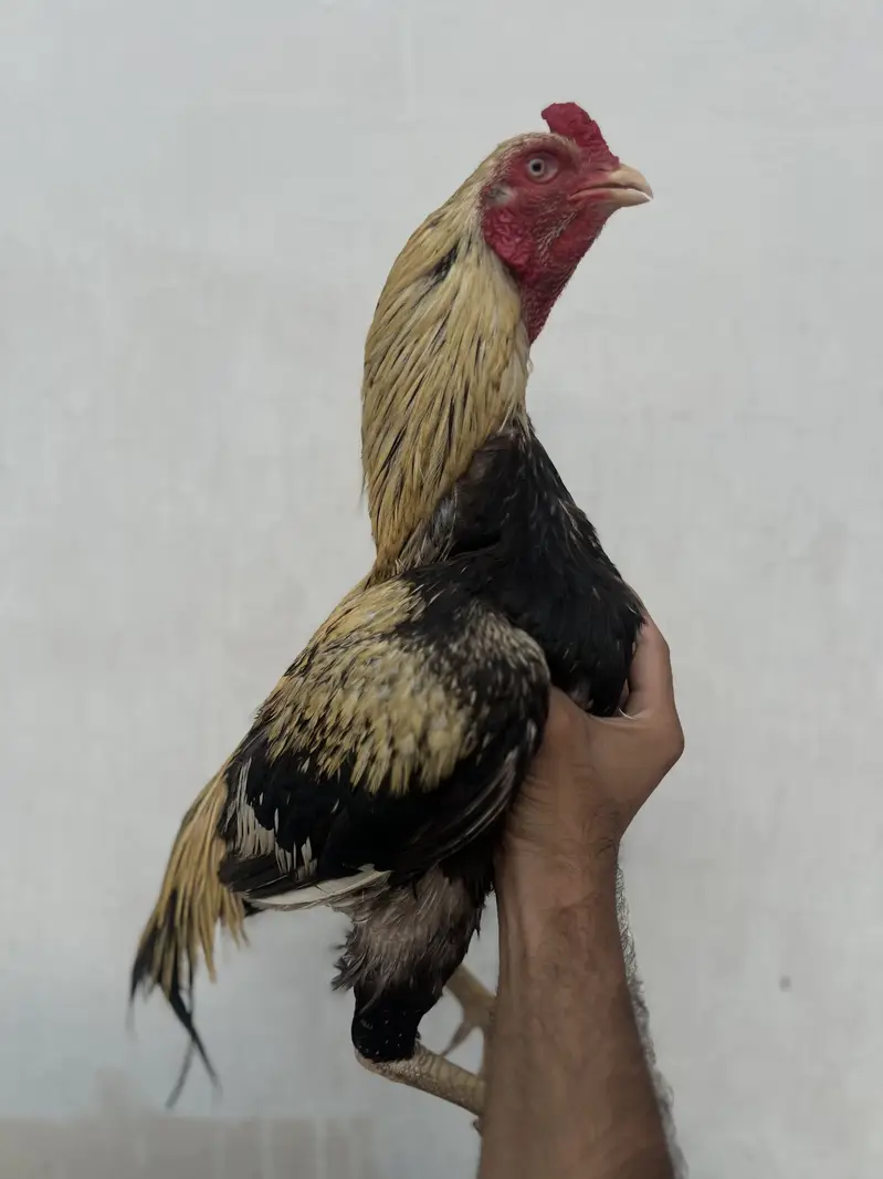 ASEEL Java for sale — photo 4