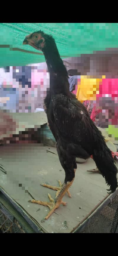 Black o shamo pathi
