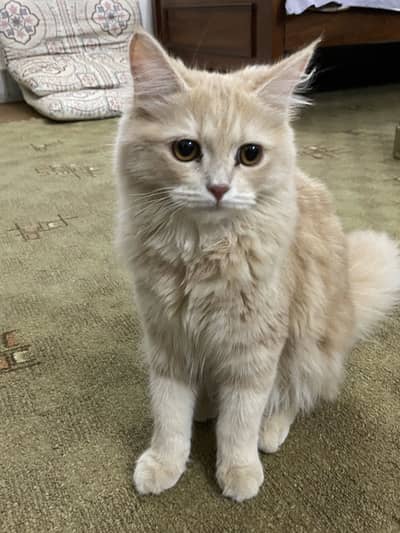 Doll face male cat