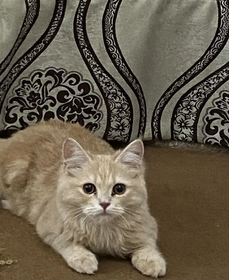 Doll face male cat — photo 3