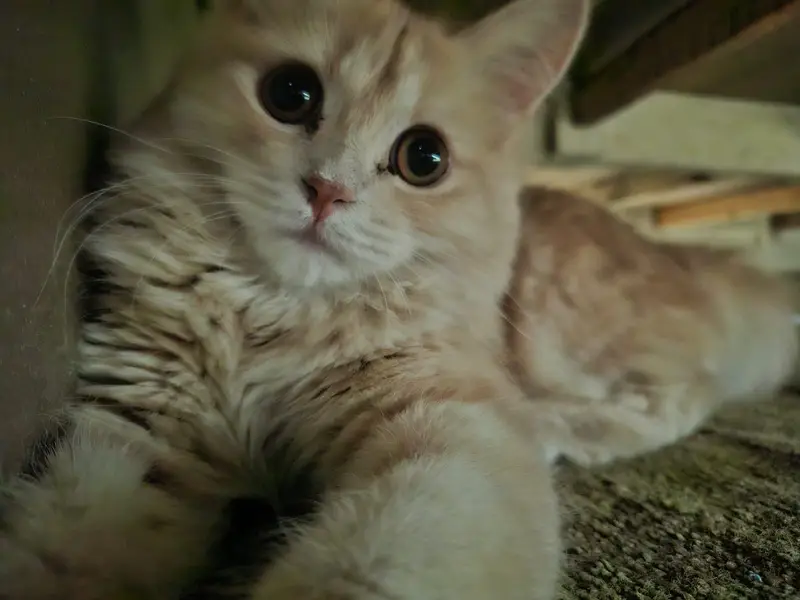 Doll face male cat — photo 6