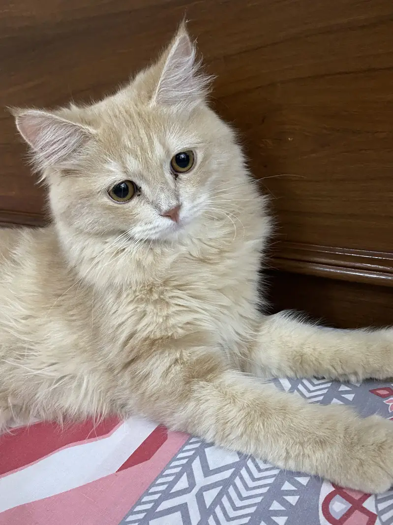 Doll face male cat — photo 2