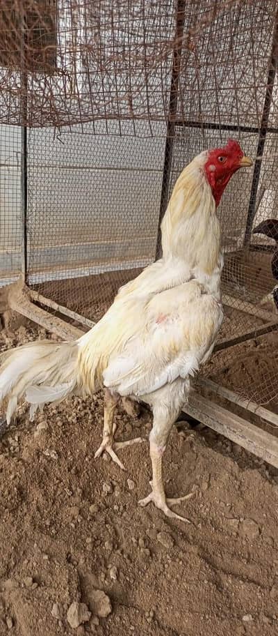 white Aseel Murga