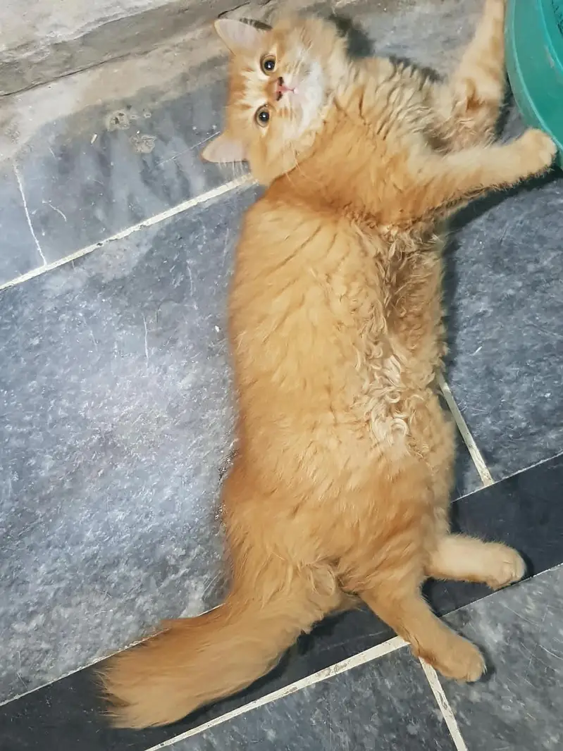 Ginger female Persian kitten tiple coat — photo 2