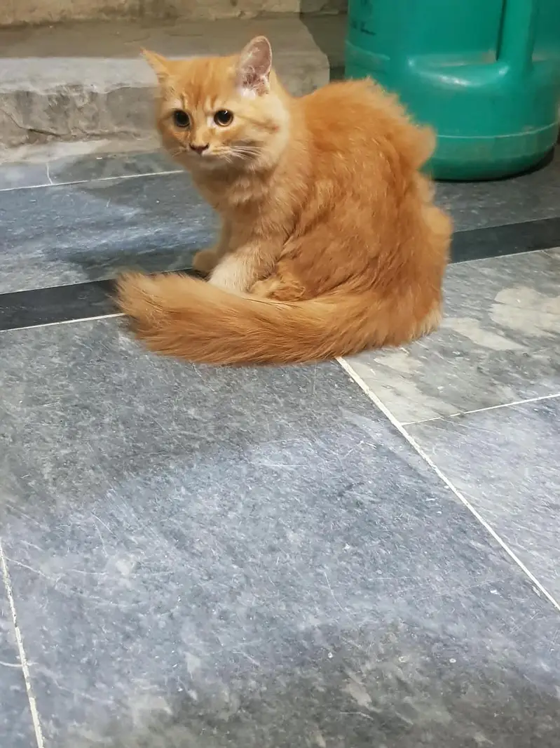 Ginger female Persian kitten tiple coat — photo 3