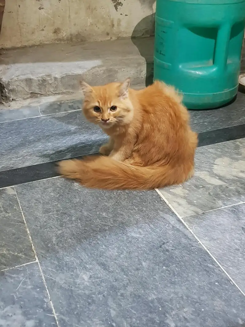 Ginger female Persian kitten tiple coat — photo 4