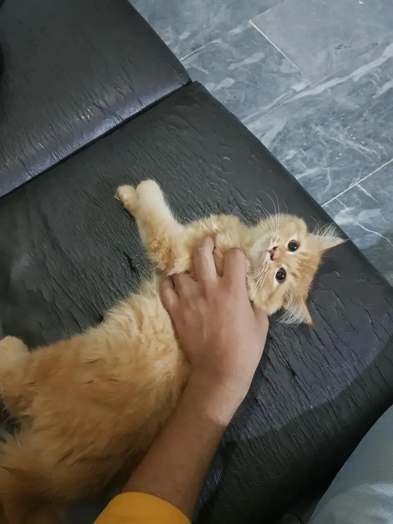 Ginger female Persian kitten tiple coat — photo 5