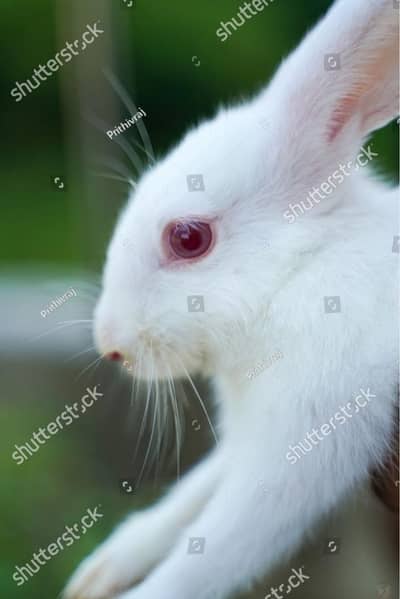 Red eyes rabbit forsale