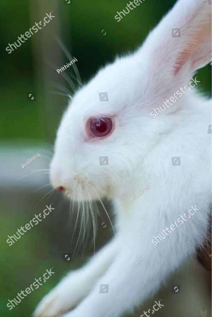 Red eyes rabbit forsale