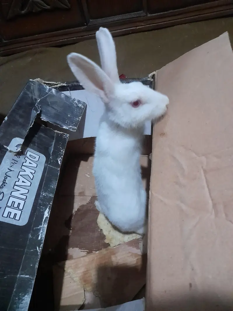 Red eyes rabbit forsale — photo 2