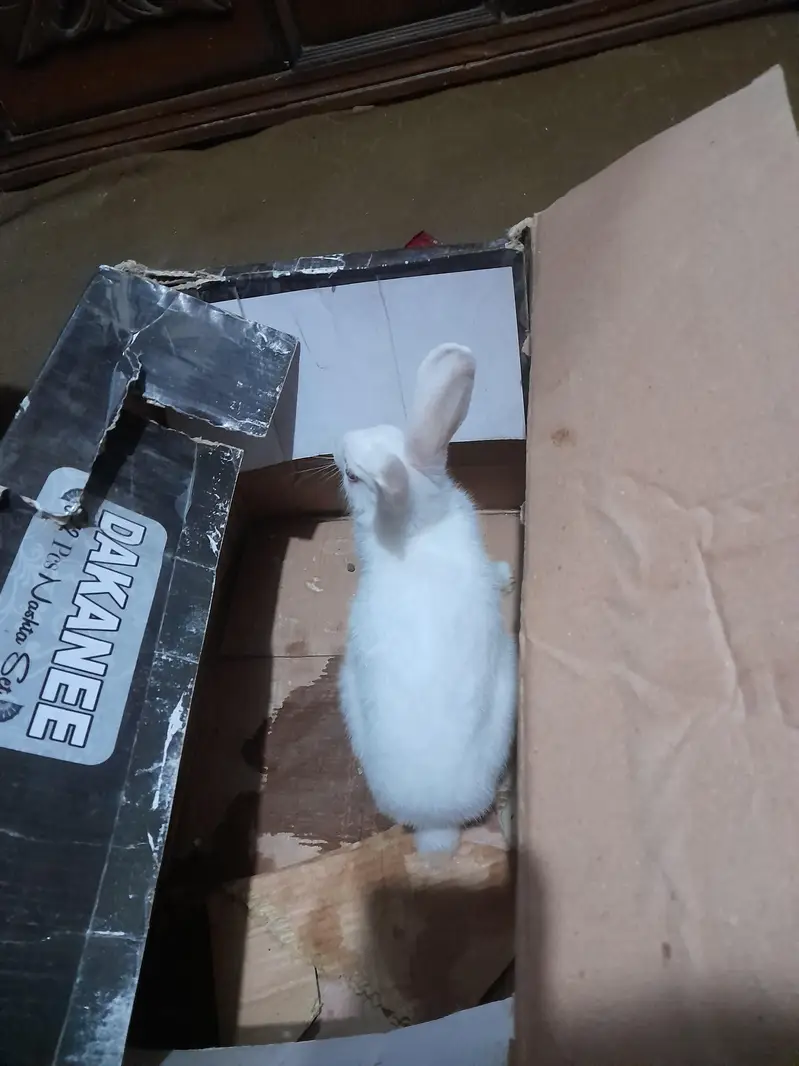 Red eyes rabbit forsale — photo 3