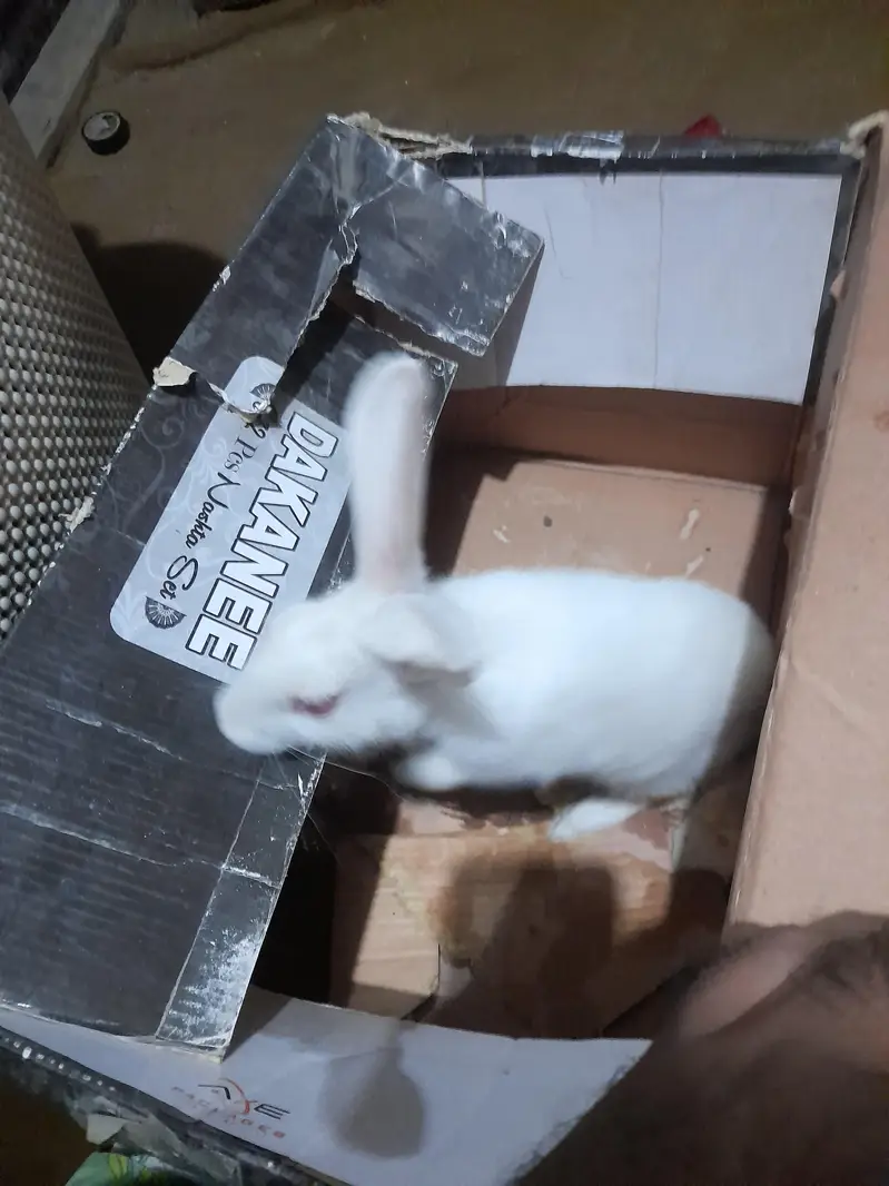 Red eyes rabbit forsale — photo 4