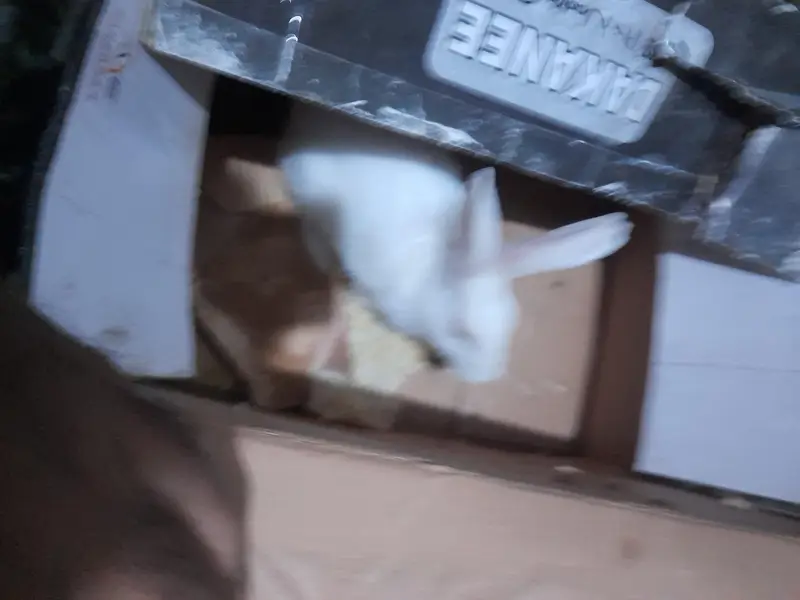 Red eyes rabbit forsale — photo 5