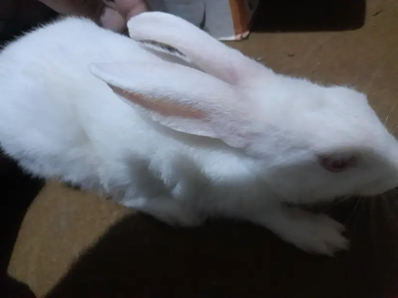 Red eyes rabbit forsale — photo 6