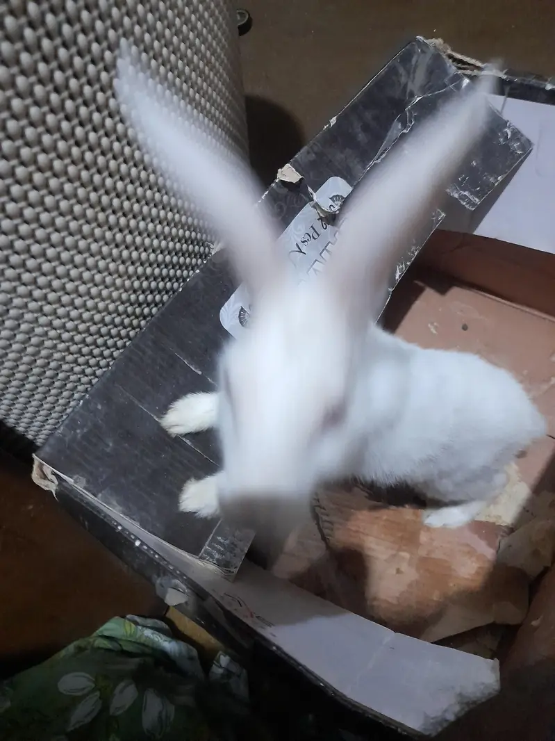 Red eyes rabbit forsale — photo 7