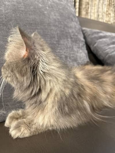 Grey persian cat