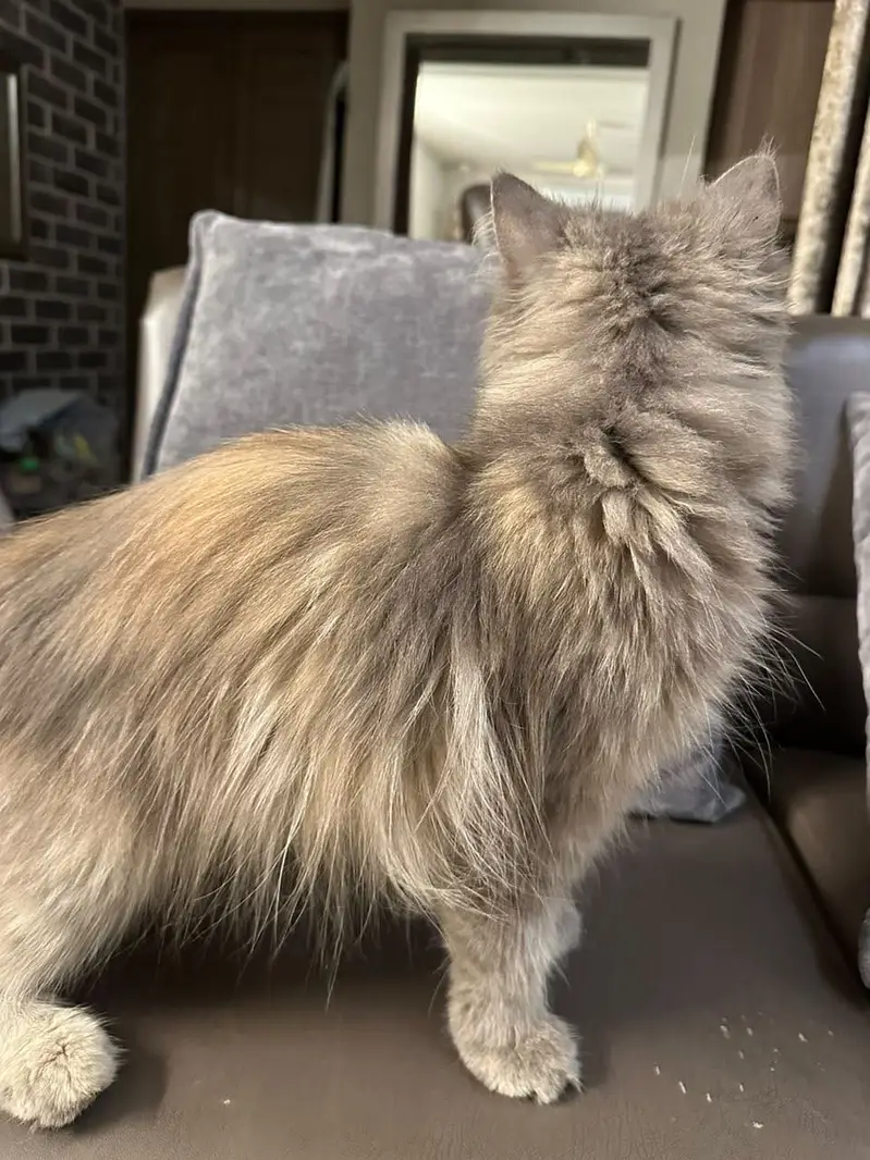 Grey persian cat — photo 2