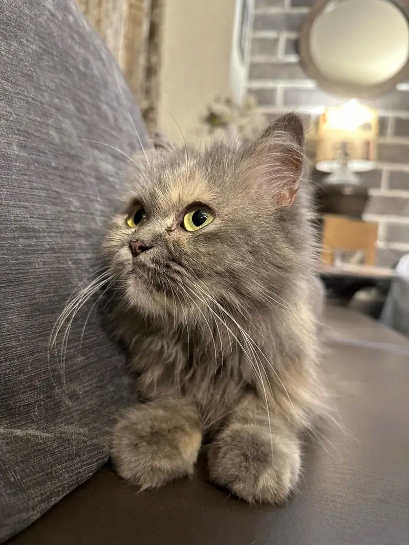 Grey persian cat — photo 3
