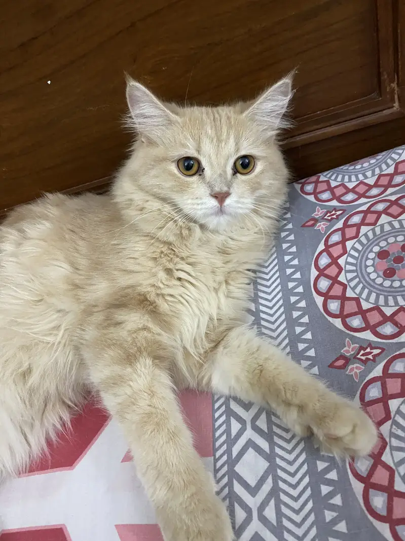 Doll face male cat — photo 4
