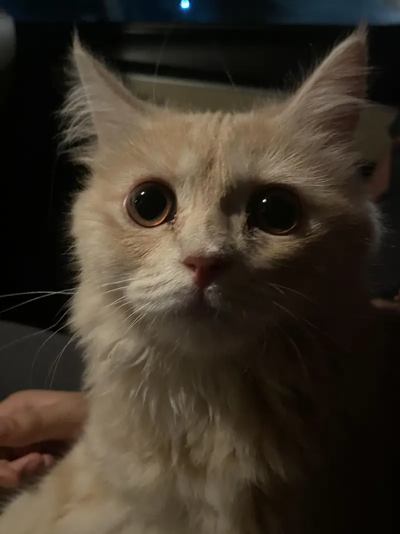 Doll face male cat — photo 5