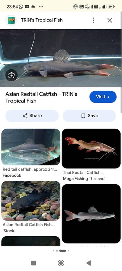 Asian redtail catfish piece