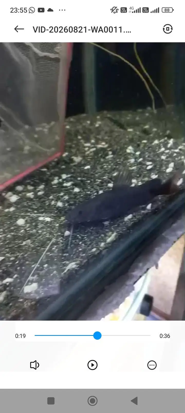 Asian redtail catfish piece — photo 2