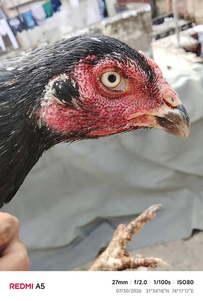 beutiful healthy female