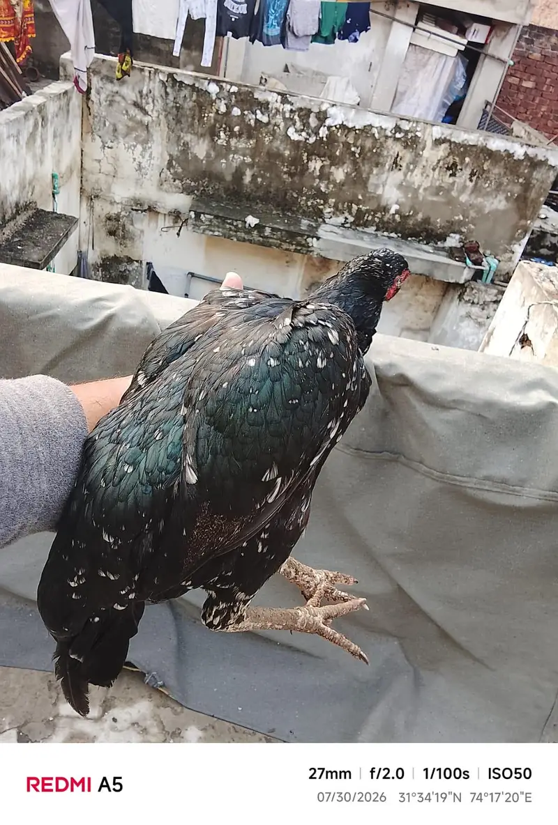 beutiful healthy female — photo 2