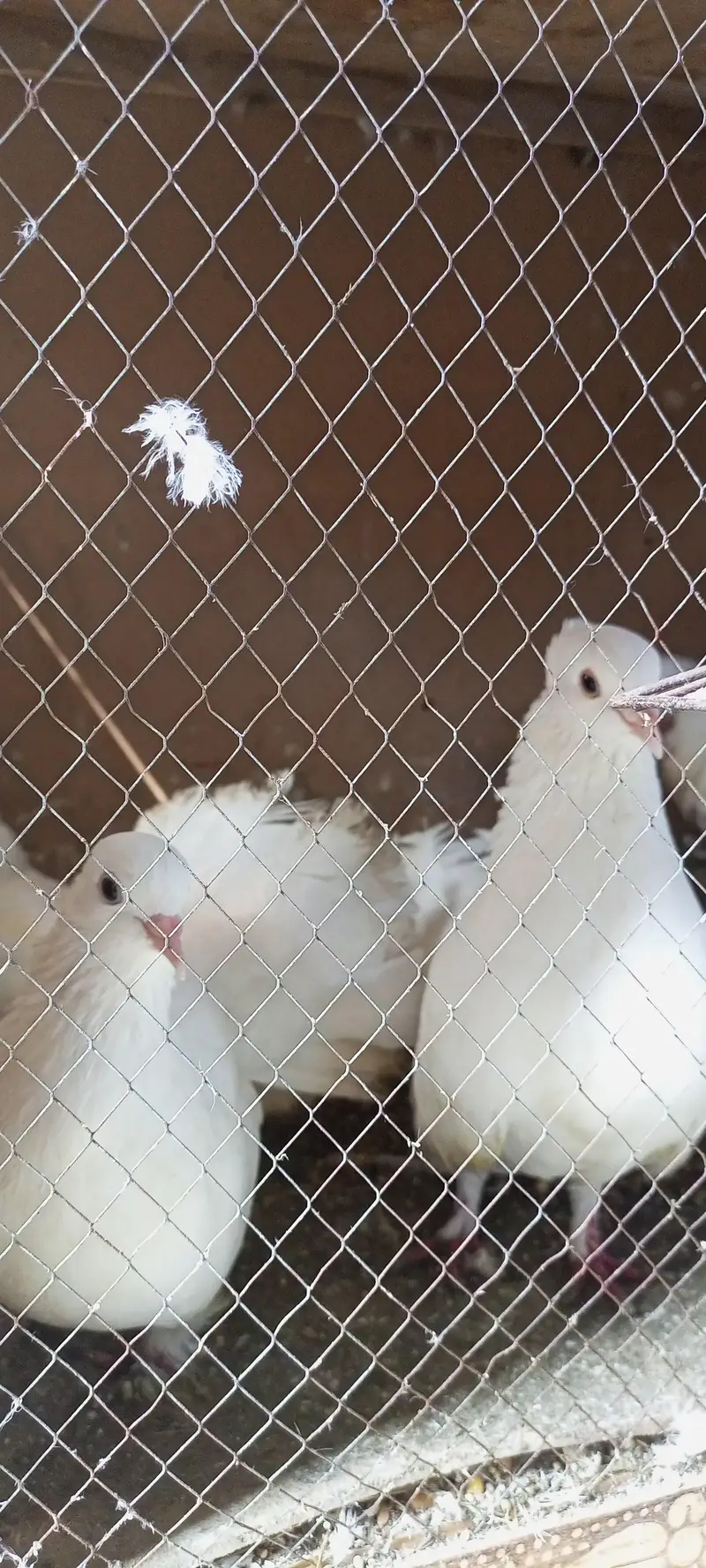 Pure White Lucky