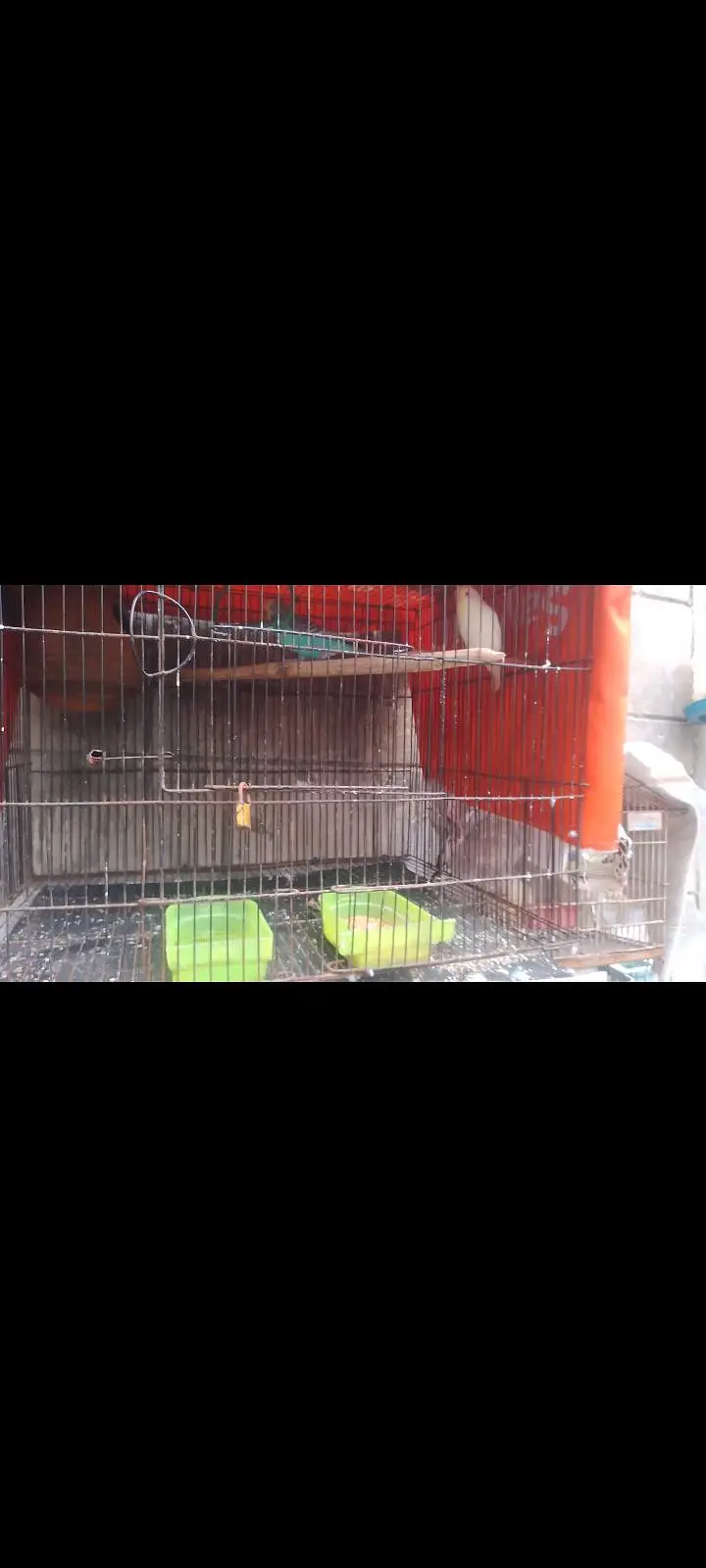 3cages for sale ha — photo 4