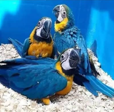 blue macaw parrot chicks for sale contact 03714174379