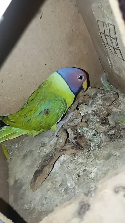 Plum head parakeet @parrot #parrot