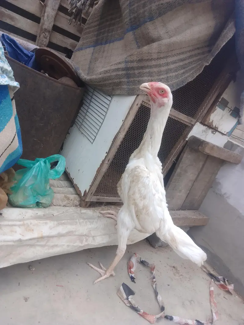 King size shamo female active and helthy || Shamo patha . — photo 3