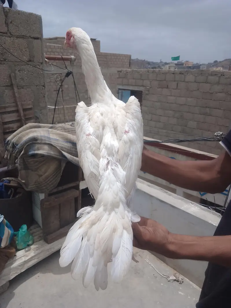 King size shamo female active and helthy || Shamo patha . — photo 2
