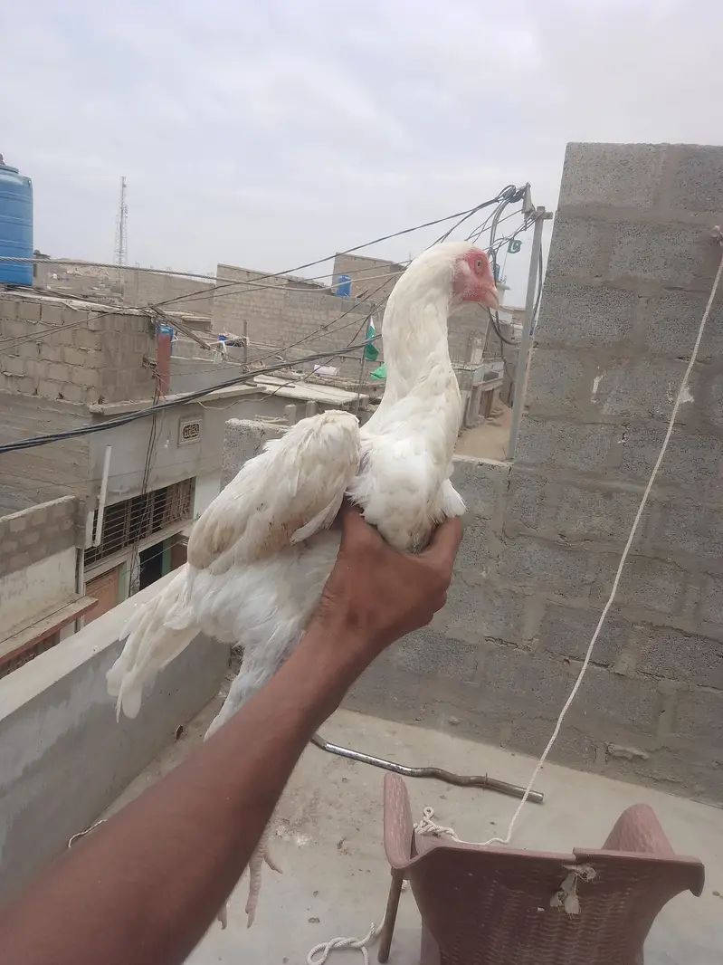 King size shamo female active and helthy || Shamo patha . — photo 4