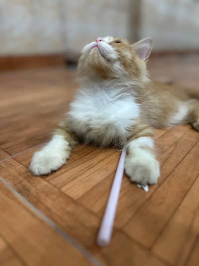 Persian cat
