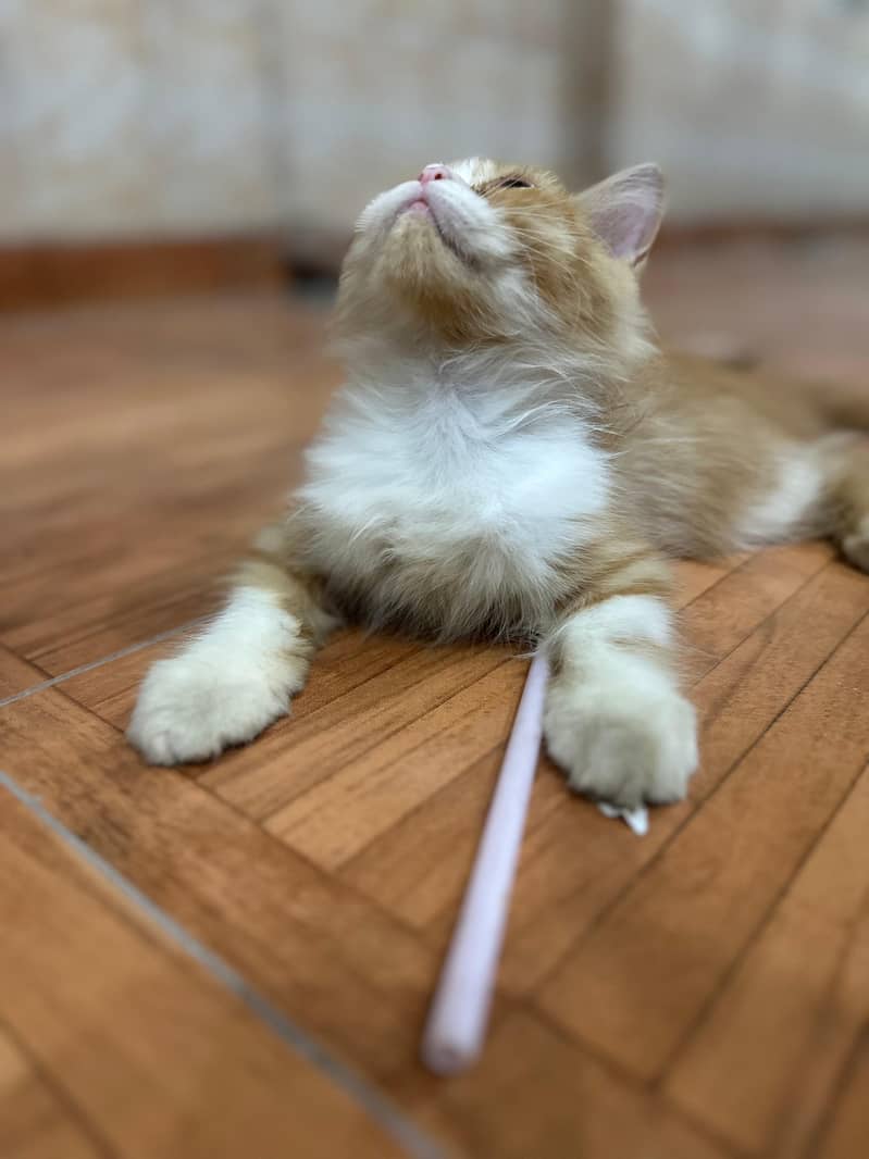 Persian cat 0