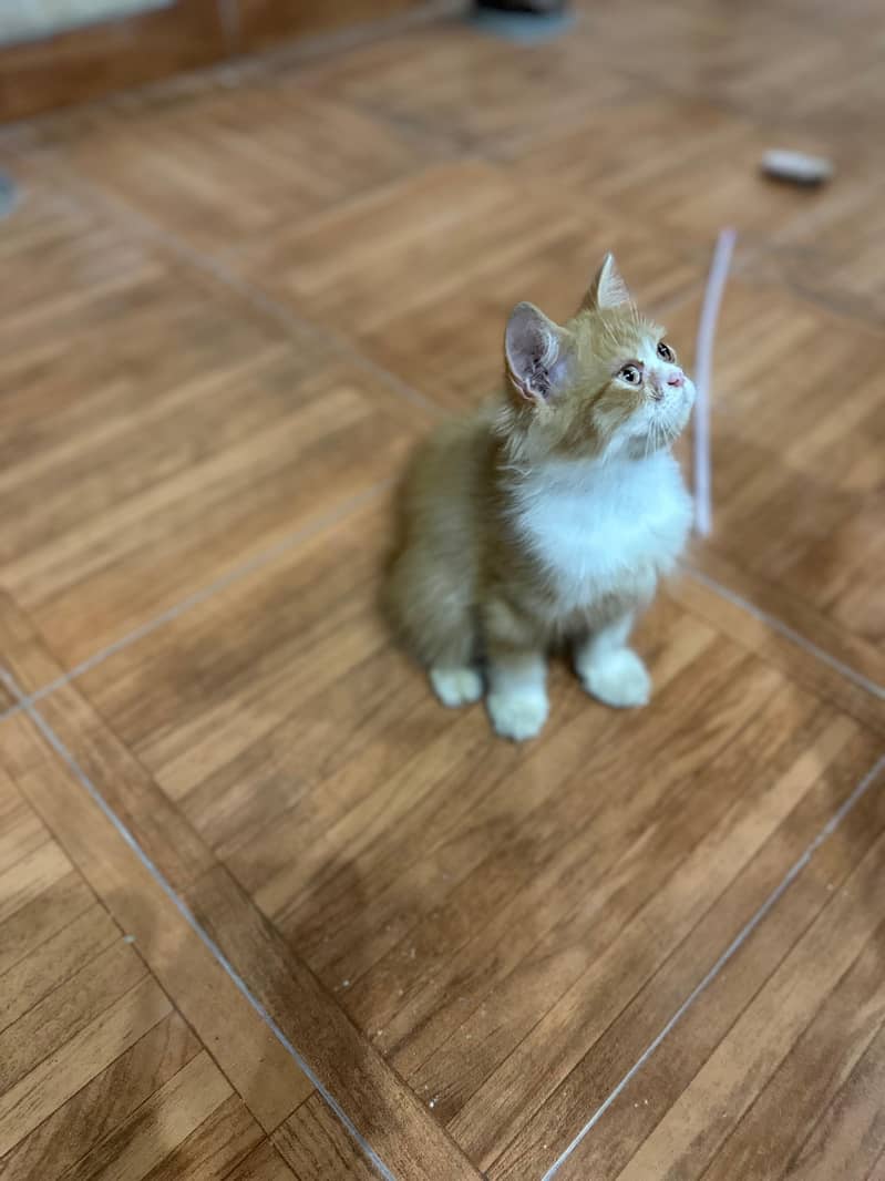 Persian cat 1