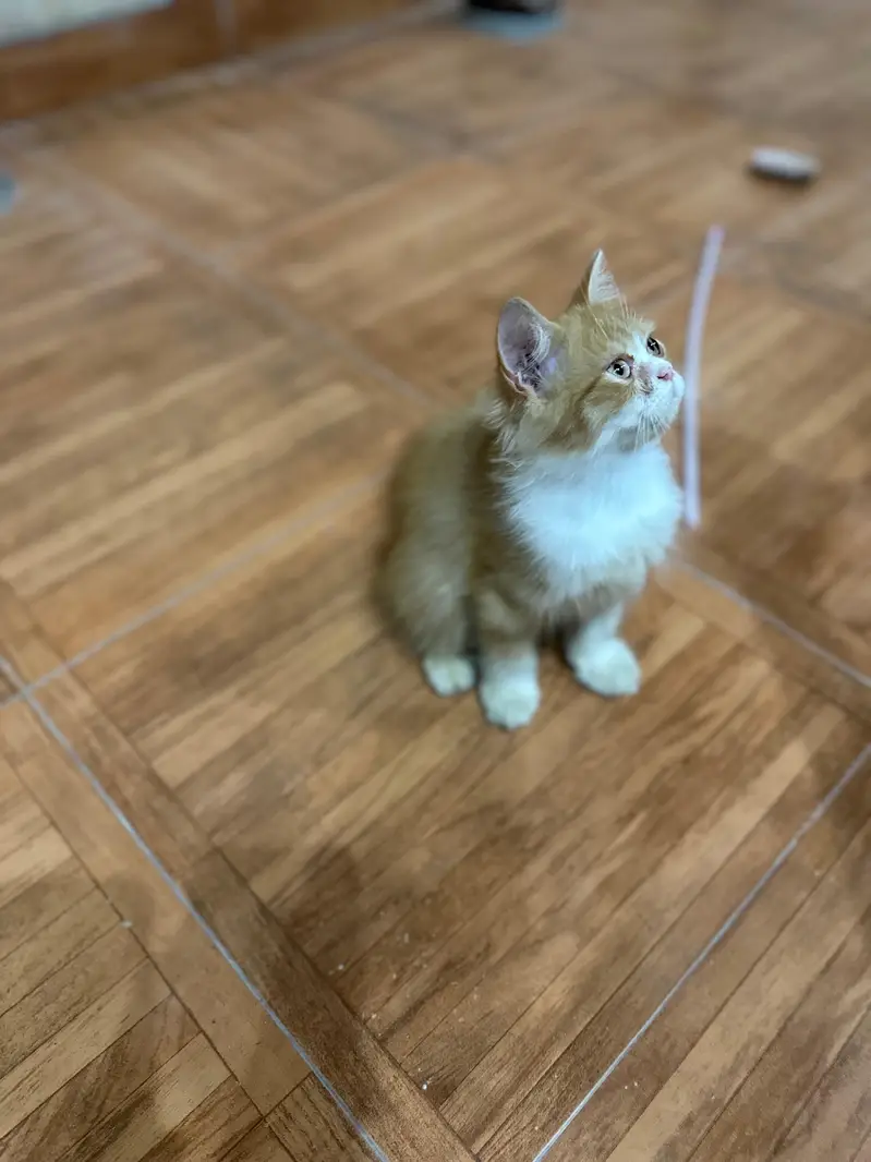 Persian cat — photo 2