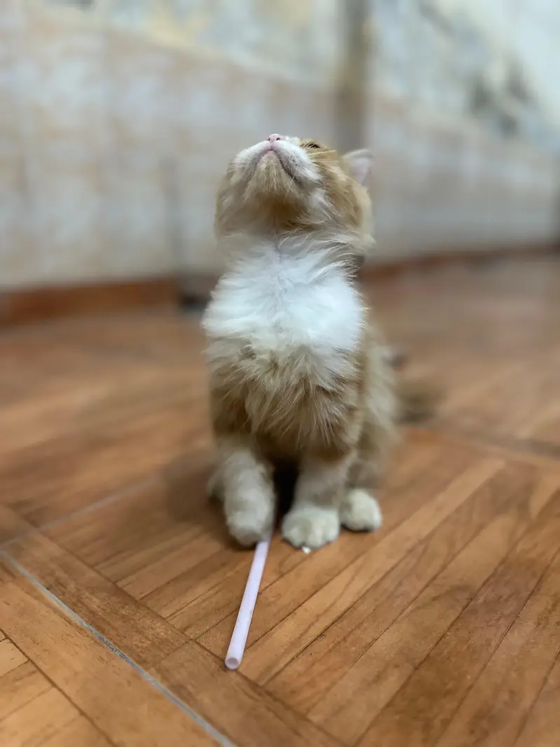 Persian cat — photo 3