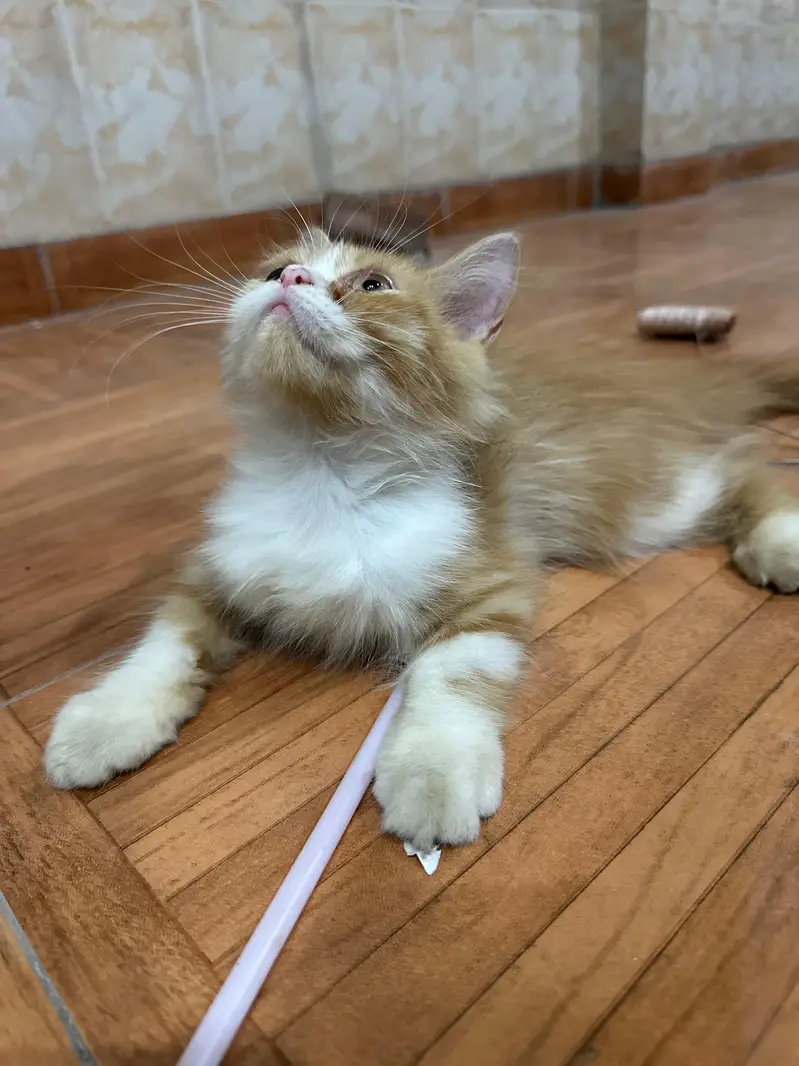Persian cat — photo 4