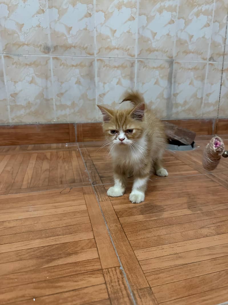 Persian cat 4