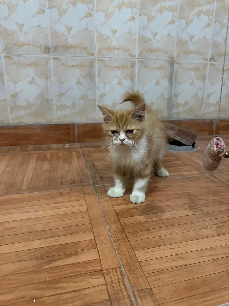 Persian cat — photo 5